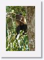 Brown Capuchin Monkey.
