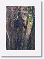 Brown Capuchin Monkey.