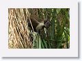 Brown Capuchin Monkey.