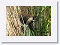 Brown Capuchin Monkey.