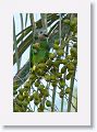 Orange-winged Parrot (immature).