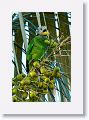 Orange-winged Parrot (immature).