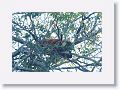 Brown Howler Monkey.