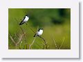 White-winged Swallows.