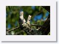 Common Potoo (immature).