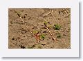 Pieces of Cassava plant are stuck into the ground to take root and be a future crop.