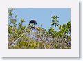 Great Black-hawk.