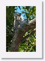 Great Potoo (with chick).