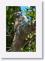 Great Potoo (with chick).