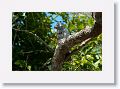 Great Potoo (with chick).