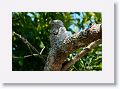 Great Potoo (with chick).