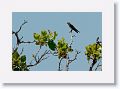 Gray-rumped Swift.
