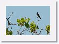 Gray-rumped Swift.