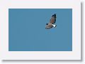 White-tailed Hawk.