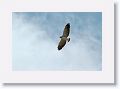 White-tailed Hawk.