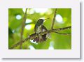 Glittering-throated Emerald Hummingbird.