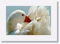 Goose.