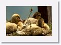 Goslings.