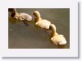 Goslings.