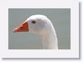 Goose.