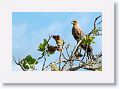Savanna Hawk.