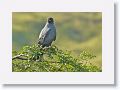 Snail Kite.