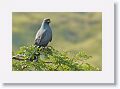 Snail Kite.