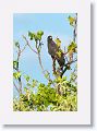 Great Black Hawk.