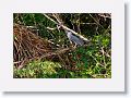 Black-crowned Night-heron.