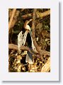 Anhinga (female).