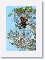 Brown-bearded Saki Monkey.
