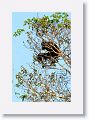 Brown-bearded Saki Monkey.