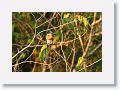 Amazon Kingfisher (male).