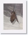 Maybe this species of bat has evolved a hunting style to hang on mosquito netting to find mosquitos.