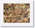 Jaguar scat includes deer hide and porcupine spines.