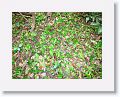A night's work of leaf cutter ants. Another crew will arrive at the site to carry the leaves back to the nest where they are used to farm a fungus.