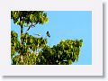 Swallow-winged Puffbird.
