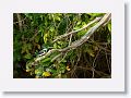 Amazon Kingfisher.