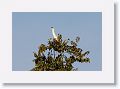 Capped Heron.