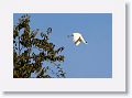 Capped Heron.