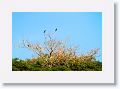 Swallow-winged Puffbirds.