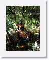 Cypress Swamp trail