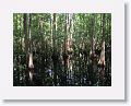 Cypress Swamp trail
