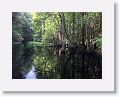 Cypress Swamp trail