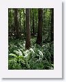 Cypress Swamp trail