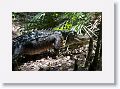 Aligator