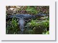 Aligators