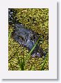 Aligator