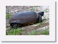 Gopher Tortoise