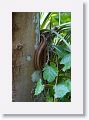 Corn snake